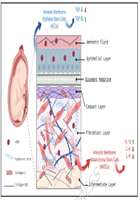 Recent advances on anti-scarring properties of amniotic membrane: emerging strategies and clinical potentials in regenerative me